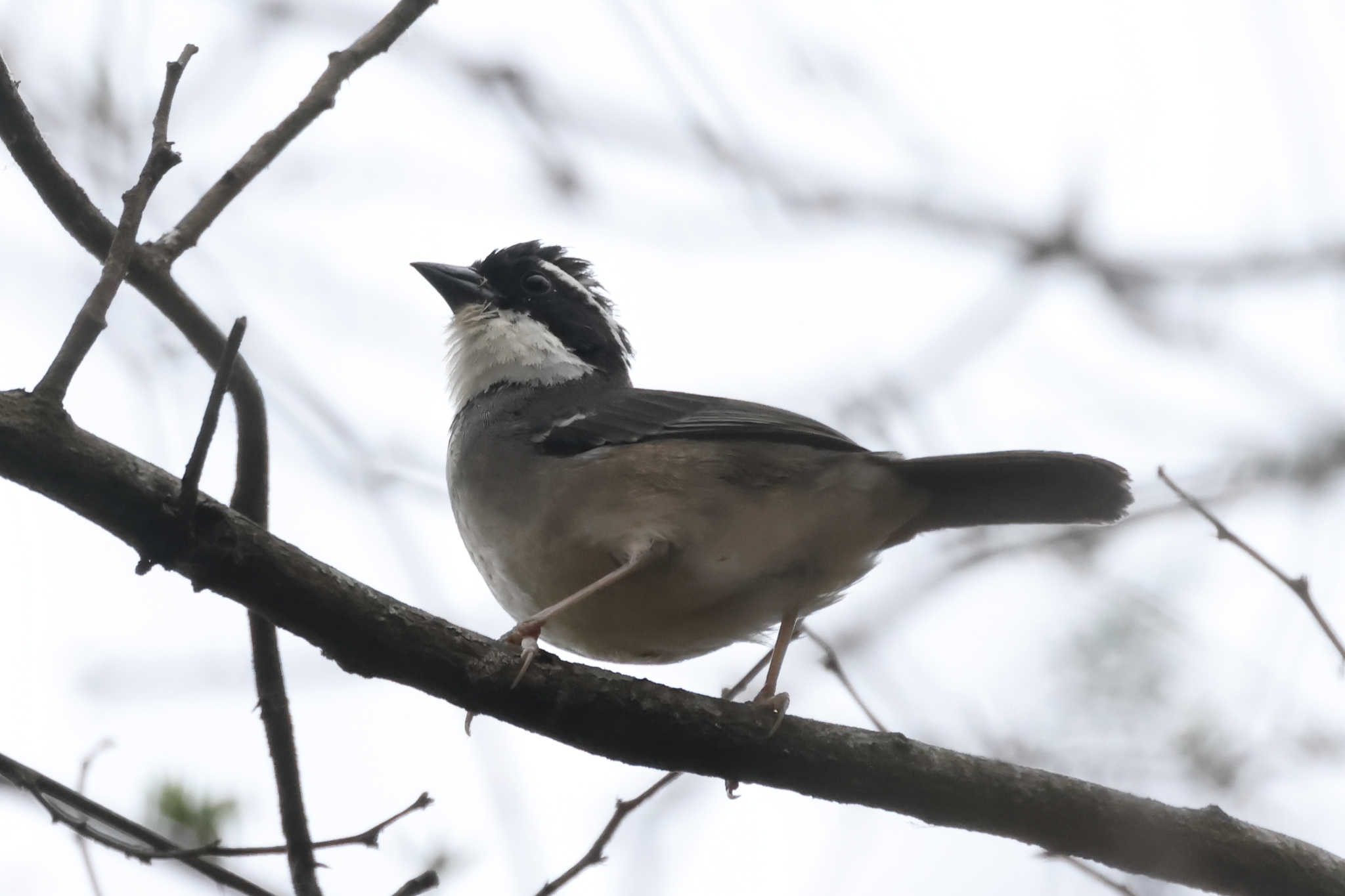 Black-capped Sparrow (Arremon abeillei), photo 5