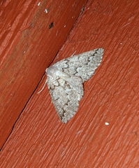 Sabulodes packardata