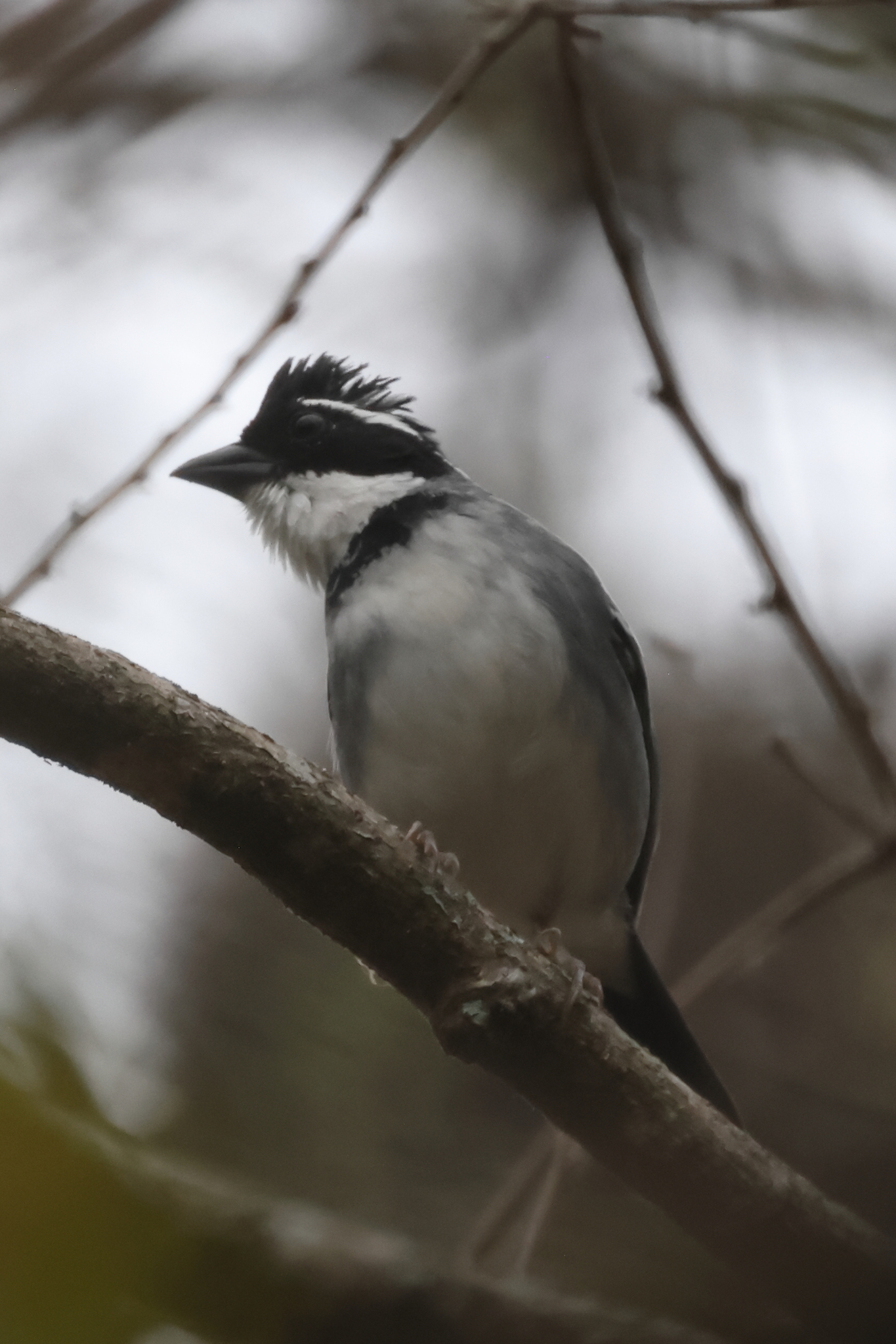 Black-capped Sparrow (Arremon abeillei), photo 4