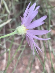 Erigeron utahensis