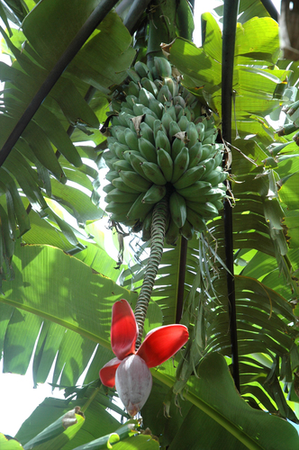 Musa balbisiana iNat (2)