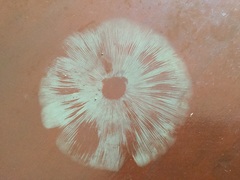 Chlorophyllum molybdites