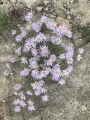 Erigeron utahensis