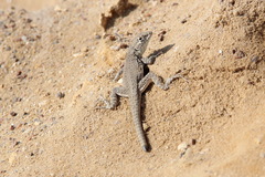 Microlophus theresiae