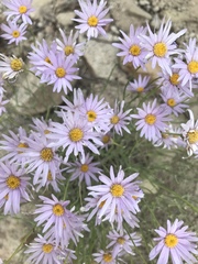 Erigeron utahensis