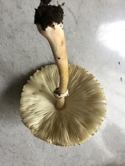 Chlorophyllum molybdites