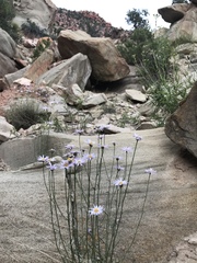 Erigeron utahensis