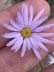 Erigeron utahensis