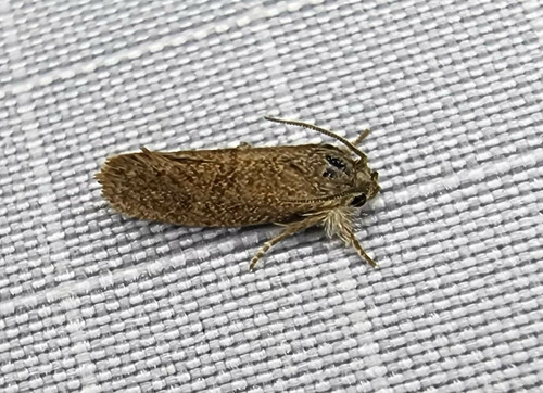 Heppner's Grass Tubeworm Moth photo 6