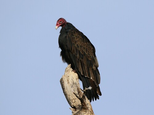 Turkey Vulture