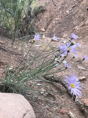 Erigeron utahensis