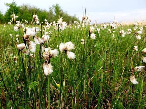 Common Cottongrass