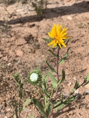 Grindelia scabra
