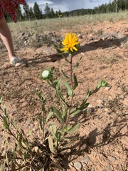 Grindelia scabra