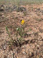 Grindelia scabra