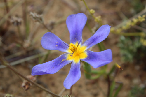 Image of Calydorea xiphioides by (c) Víctor Sarabia Sánchez, some rights reserved (CC BY)