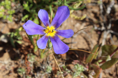 Image of Calydorea xiphioides by (c) Víctor Sarabia Sánchez, some rights reserved (CC BY)