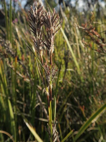 Schoenus villosus, 2024-10-01