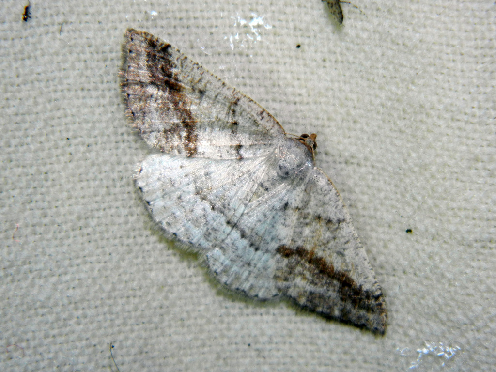 Pale Alder