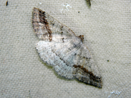 Pale Alder