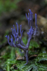 Ramariopsis pulchella