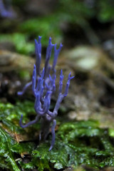 Ramariopsis pulchella