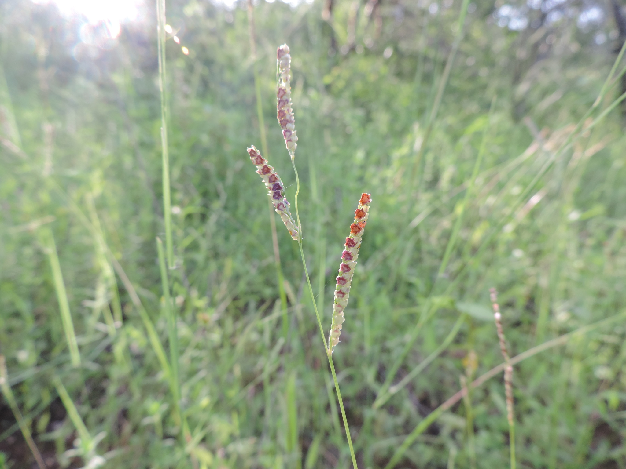 Paspalum scutatum