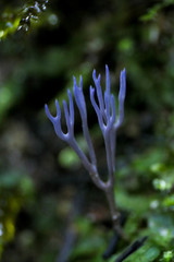 Ramariopsis pulchella