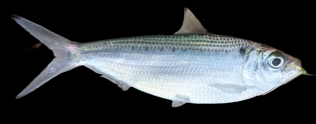 Atlantic Thread Herring