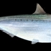 Atlantic Thread Herring - Photo (c) qfc79, some rights reserved (CC BY), uploaded by qfc79