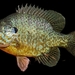 Lepomis gibbosus × macrochirus - Photo (c) qfc79, algunos derechos reservados (CC BY), subido por qfc79