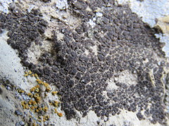 Acarospora americana