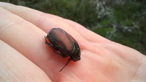 Heterocotinis semiopaca