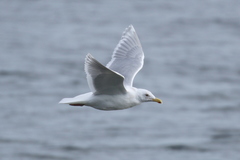 Larus glaucescens × hyperboreus