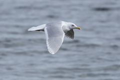 Larus glaucescens × hyperboreus