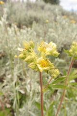 Drymocallis convallaria