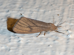 Virbia opella