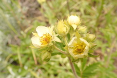 Drymocallis convallaria