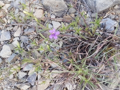 Dyschoriste linearis