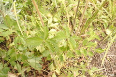 Drymocallis convallaria