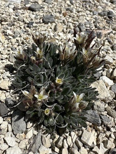 Daggerpod (Anelsonia eurycarpa)