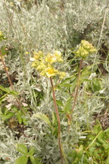 Drymocallis convallaria