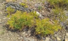 Lomatium thompsonii