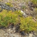 Thompson's Desert Parsley - Photo (c) John Brew, some rights reserved (CC BY), uploaded by John Brew