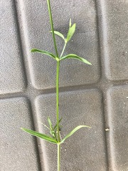 Stellaria longifolia