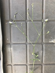 Stellaria longifolia