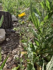 Grindelia scabra