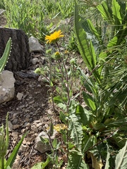 Grindelia scabra