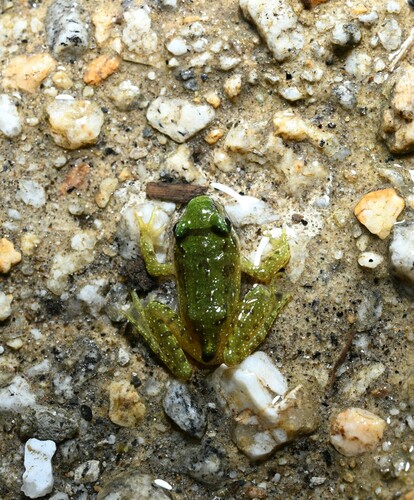 Nanorana conaensis