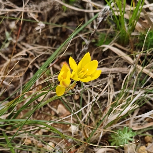 Nothoscordum montevidense, photograph 5